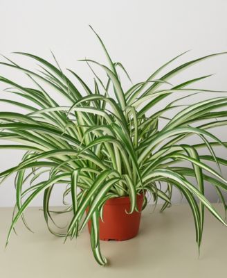 Spider Reverse Live Plant, 6