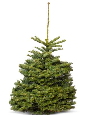 Fresh Cut Noble Fir Table Top Christmas Tree, 2'-3'
