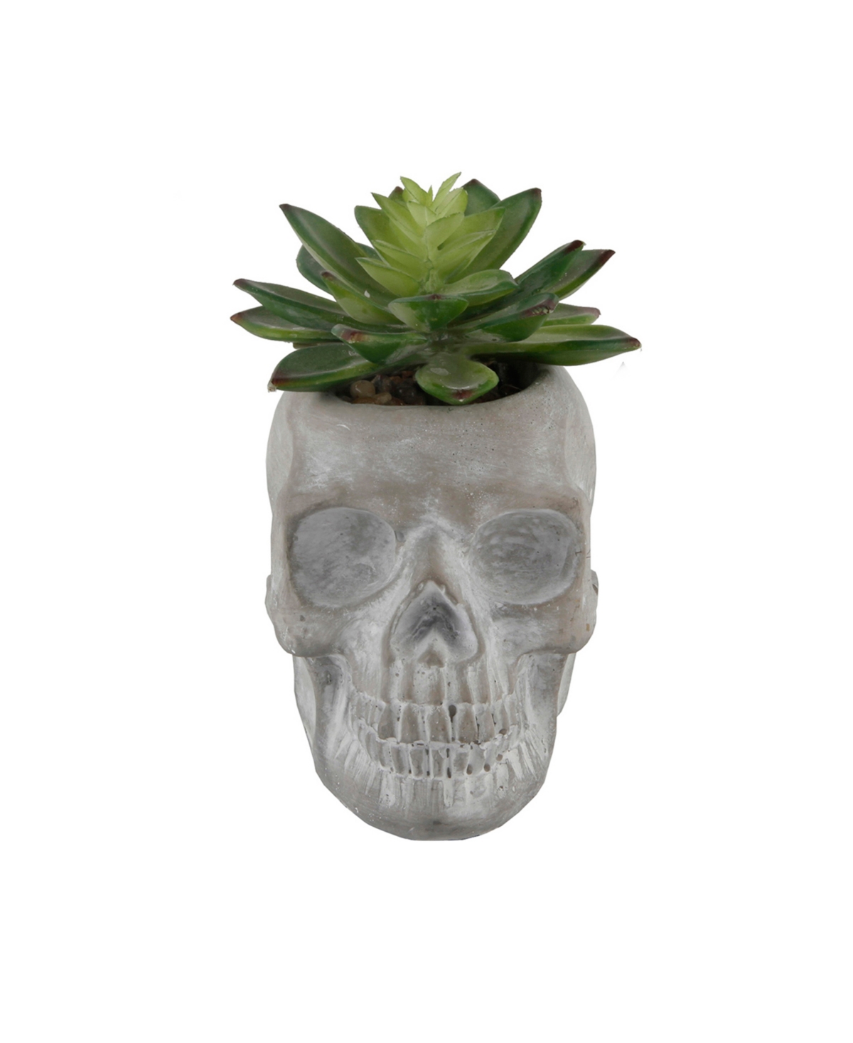5" Artificial Succulent in Cement Sugar Skull - Gray, Green-Succulent