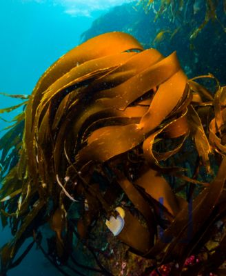 Clé de Peau Beauté The Serum, 0.1 oz.