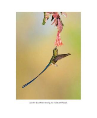 The Hummingbirds' Gift - Wonder, Beauty, and Renewal on Wings by Sy Montgomery