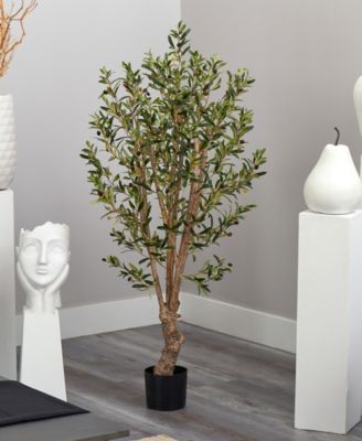 5' Olive Tree
