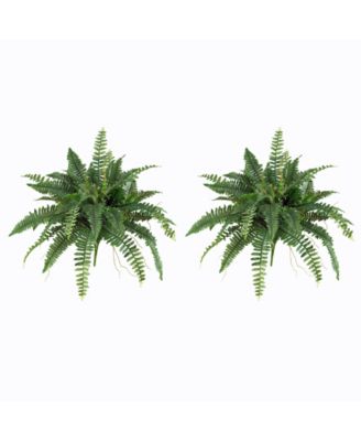 40" Boston Fern, Set of 2