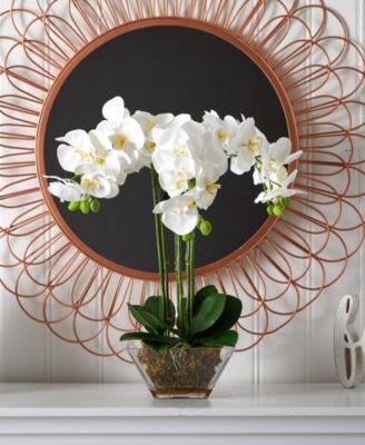 Triple Phalaenopsis Orchid in Glass Vase