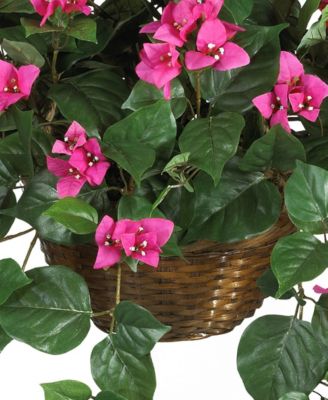 Bougainvillea Hanging Basket 