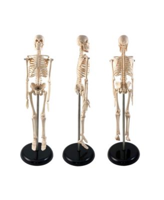 Human Skeleton Model with Key, 10.5"