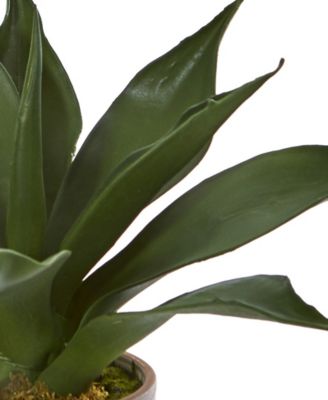 14" Agave Succulent in Decorative Planter
