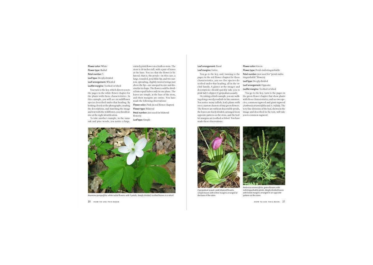 Wildflowers of New England by Ted Elliman