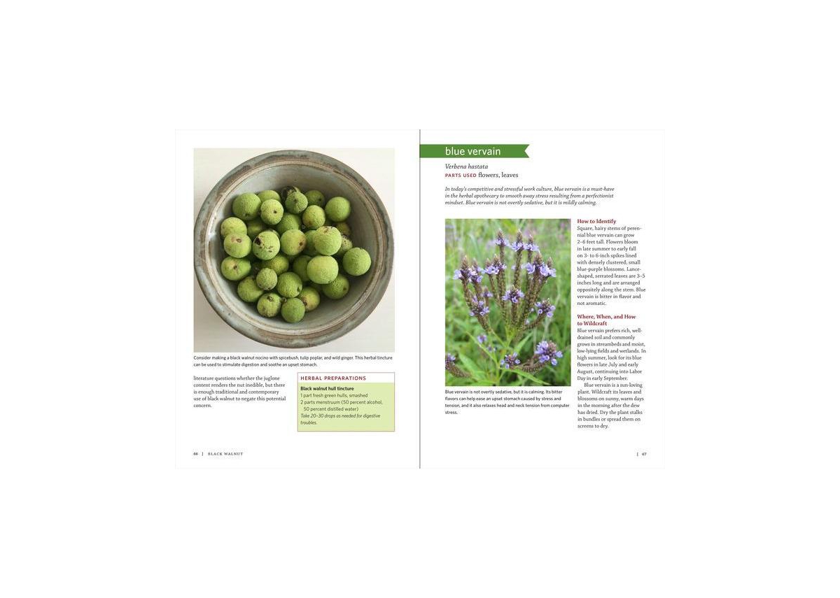 Midwest Medicinal Plants: Identify, Harvest, and Use 109 Wild Herbs for Health and Wellness by Lisa M. Rose