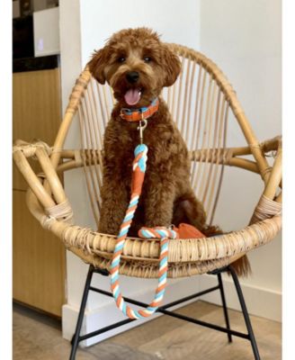 Pet Dog Collar - Vibrant Sunset