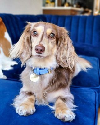 Pet Dog Collar - Ocean Vibes