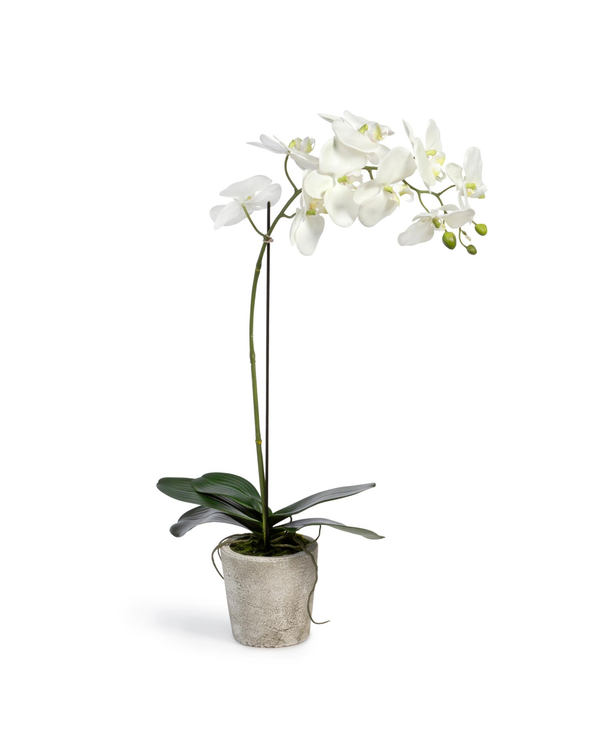 Phalaenopsis Orchid Plant in Concrete Pot Large - White