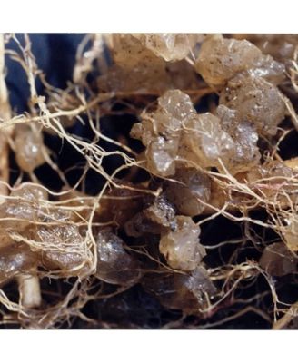 JCD-024SM 3-oz. Soil Moist Granules