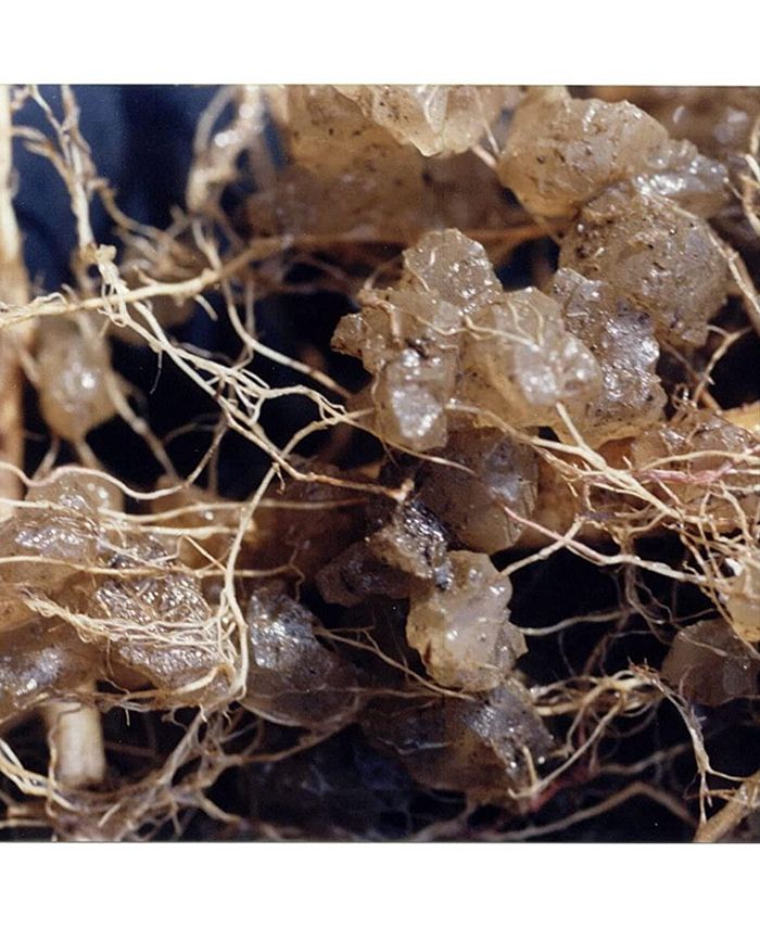 Jrm Chemical JCD024SM 3oz. Soil Moist Granules Macy's