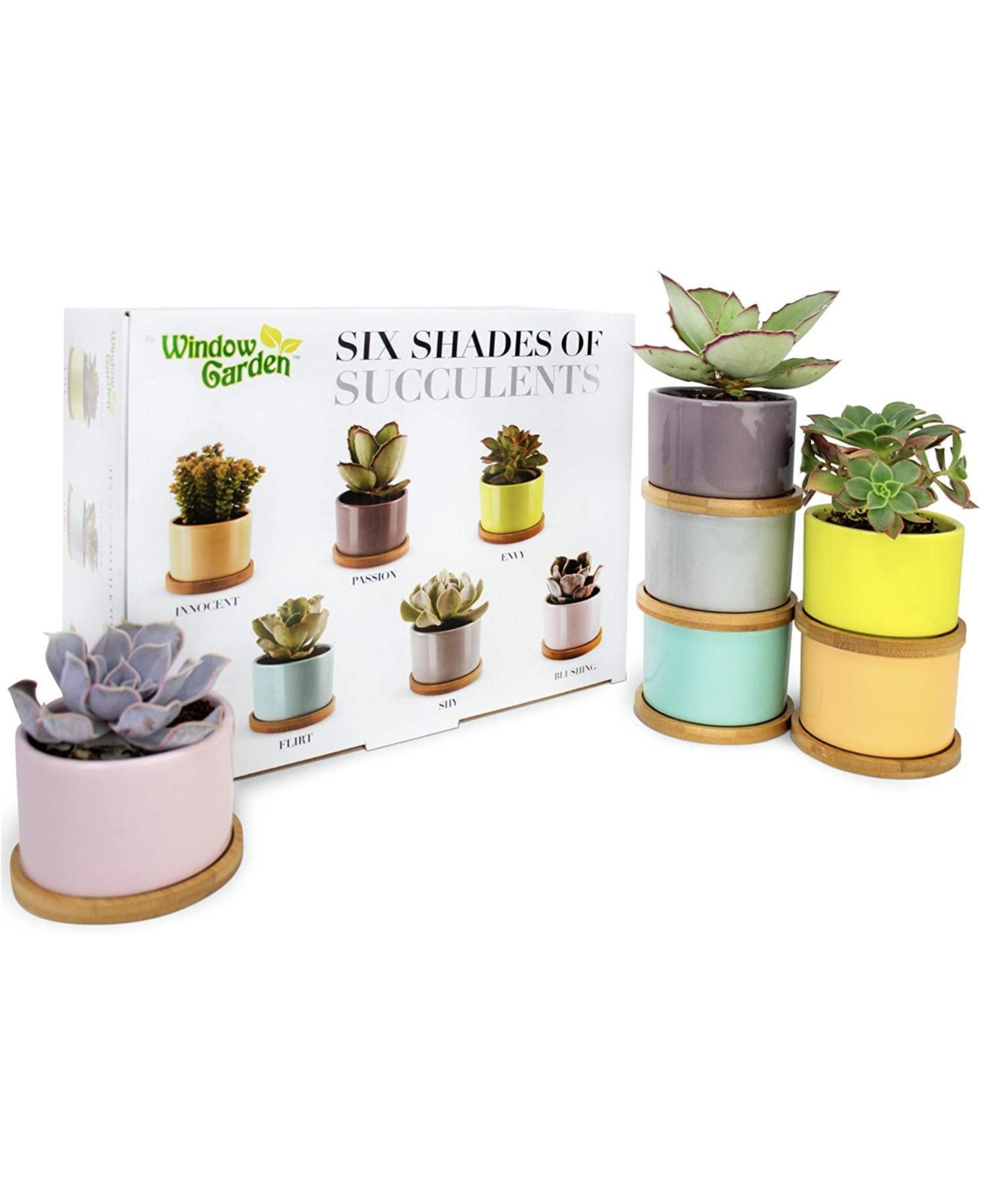 Set of 6 Shades of Succulents Planter Pots â Slip Your Plants Into Something More Colorful. Create a Stunning Display That'll Surely E