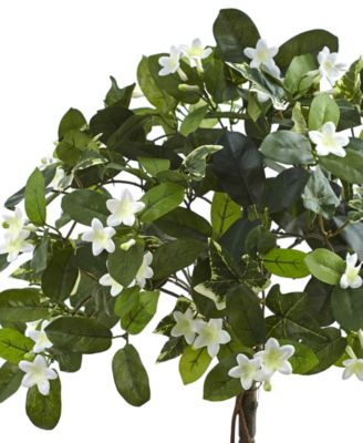 3' Stephanotis Topiary w/ Planter