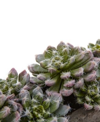 Nearly Natural Succulent Garden w/Textured Concrete Planter