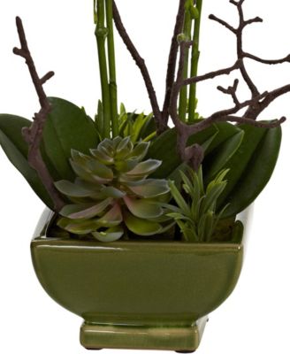 Orchid and Succulent Floral Arrangement