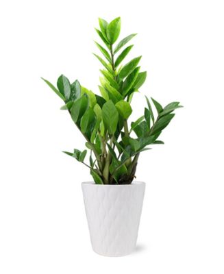 BloomsyBox Zamioculcas Zamiifolia Live Plant - Macy's