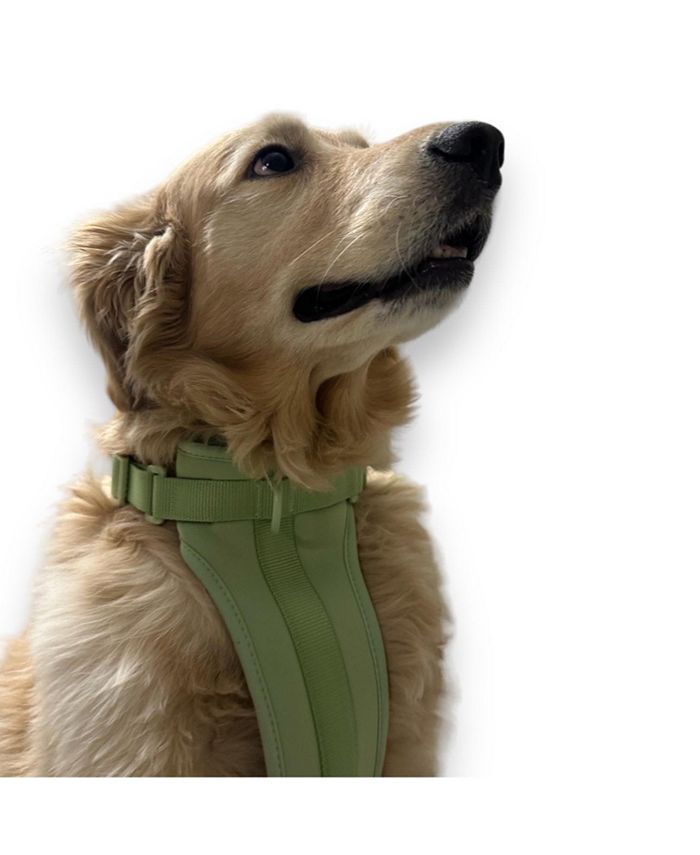 Come Here Buddy Mint Dog Harness Macy's