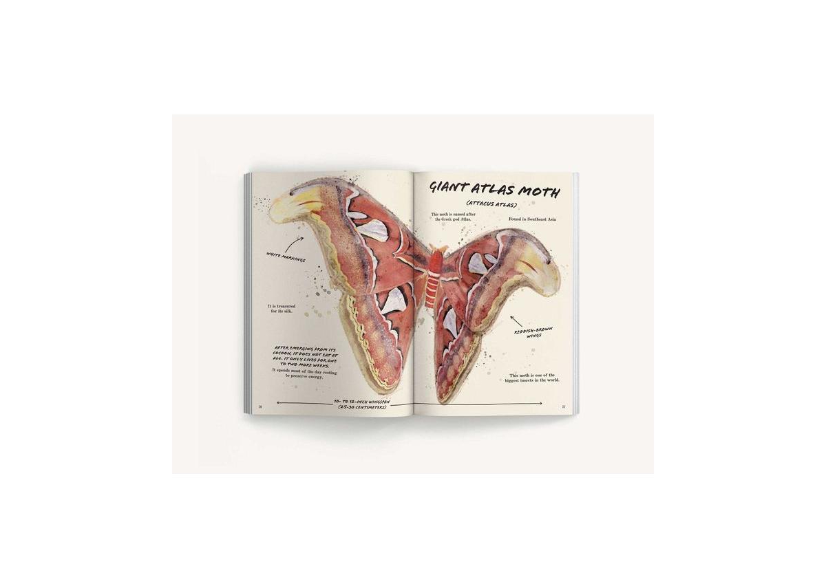 The Ultimate Bug Field Guide- The Entomologist's Handbook Bugs, Observations, Science, Nature, Field Guide by Julius Csotonyi Illustrator