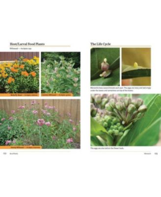 Raising Butterflies and Moths in the Garden by Brenda Dziedzic