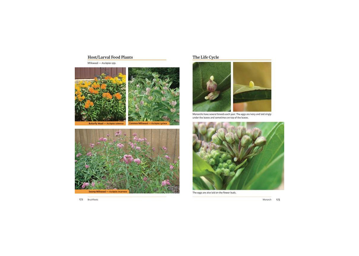 Raising Butterflies and Moths in the Garden by Brenda Dziedzic