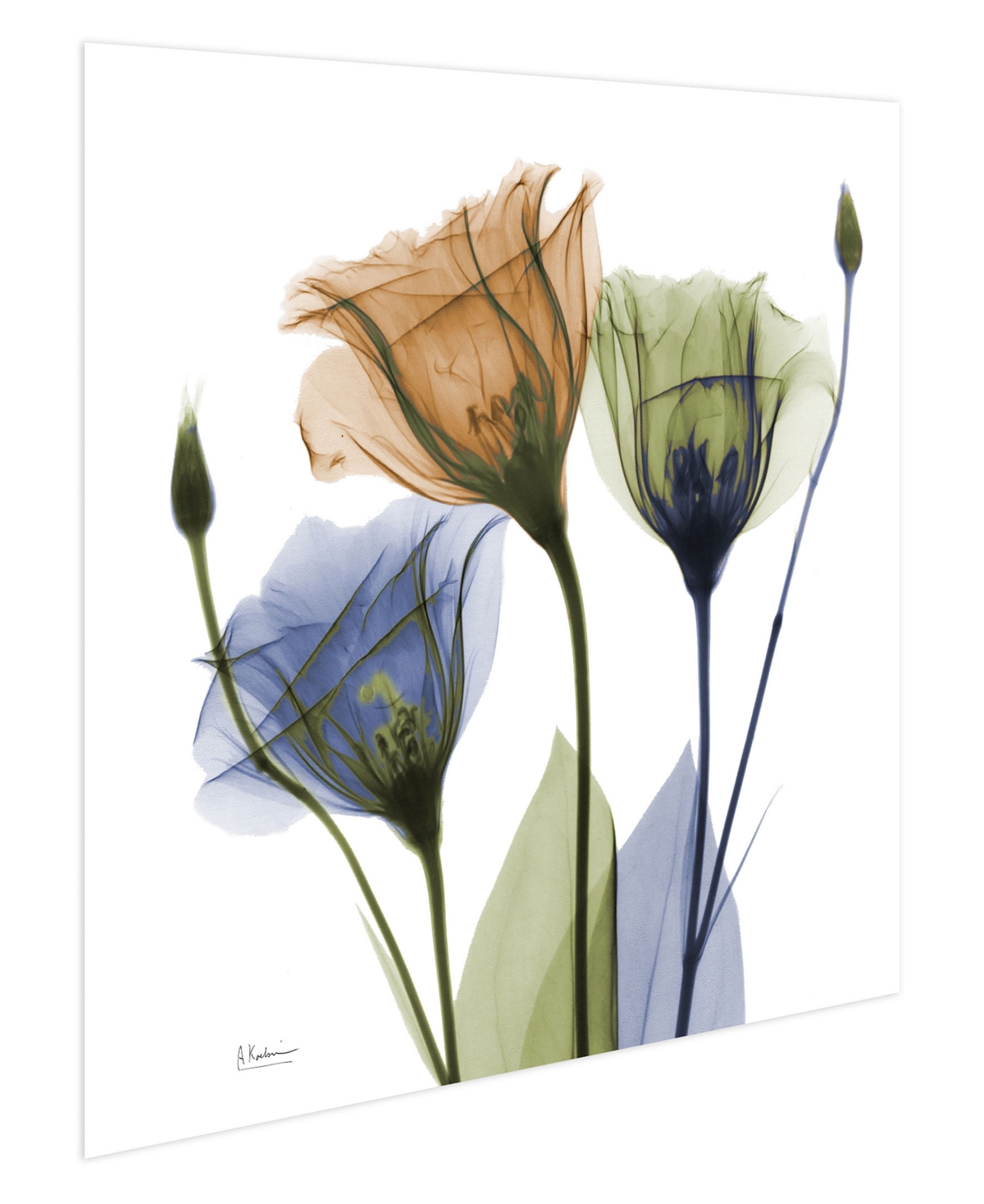 EMPIRE ART DIRECT "GENTIAN BUDDIES" FRAMELESS FREE FLOATING TEMPERED GLASS PANEL GRAPHIC WALL ART, 24" X 24" X 0.2" 