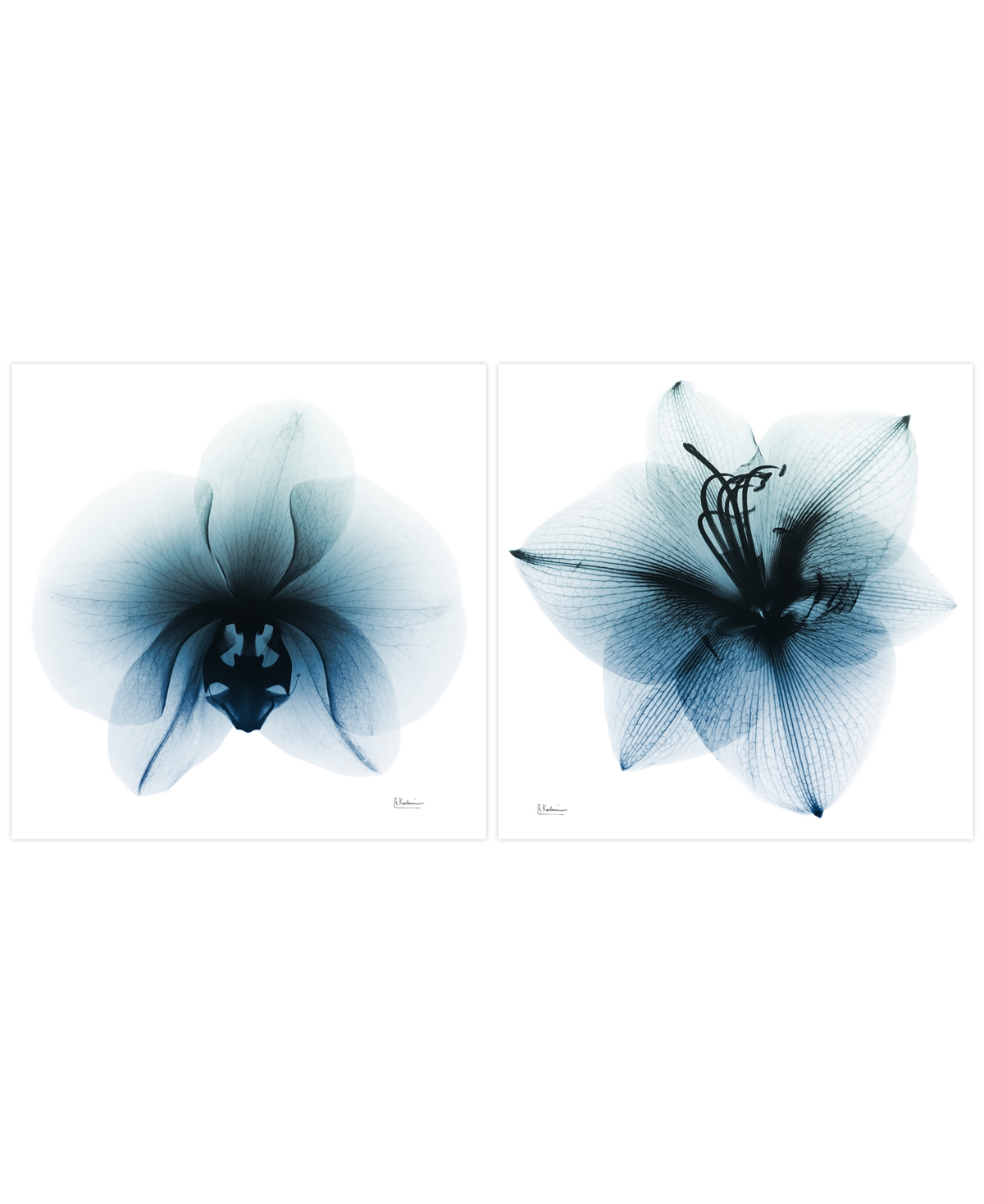 Empire Art Direct Glacial Orchid Amaryllis Frameless Free Floating Tempered Glass Panel Graphic Wall Art, 38" X 38" X In Blue