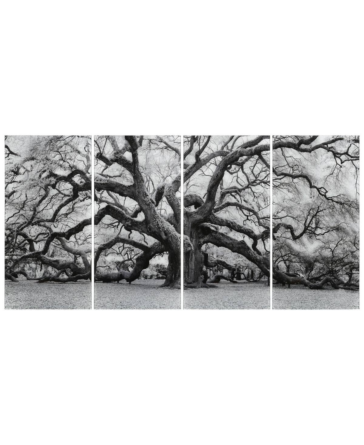 Empire Art Direct "growth Abcd" Frameless Free Floating Tempered Glass Panel Graphic Wall Art Set Of 4, 72" X 36" X 0. In Gray