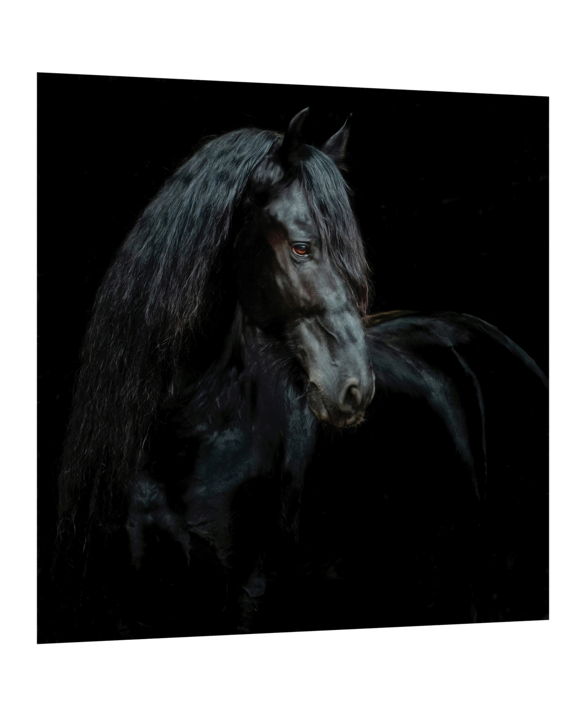 Shop Empire Art Direct "black Equine Attraction" Frameless Free Floating Tempered Glass Panel Graphic Wall Art, 38" X 38" X