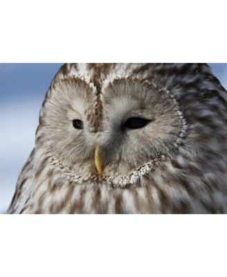 EOS R7 Mirrorless Camera