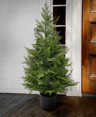 National Tree Company 3 ft. Cypress Tree in Nursery Pot