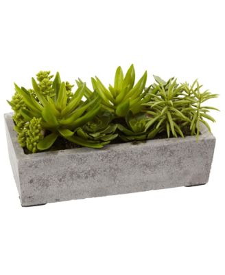Succulent Garden in Concrete Planter Modern Indoor Plant Decor