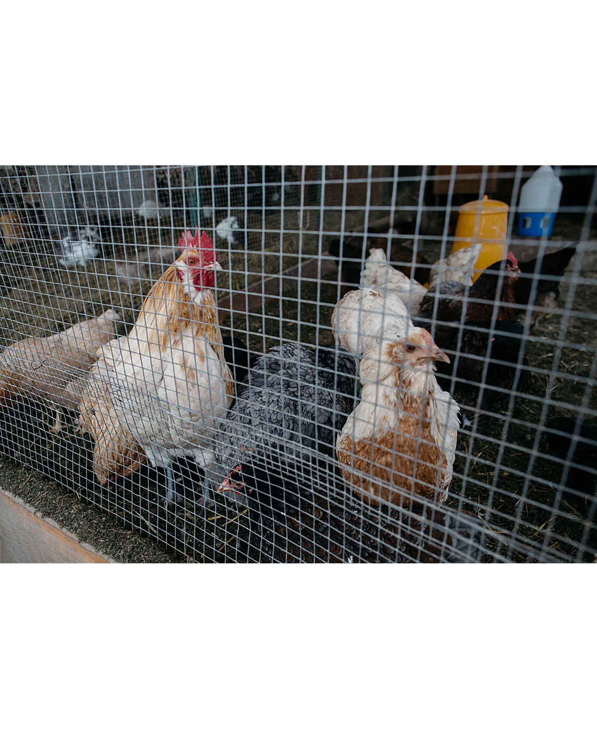 Streamdale Furniture Galvanized Hardware Cloth 1/2