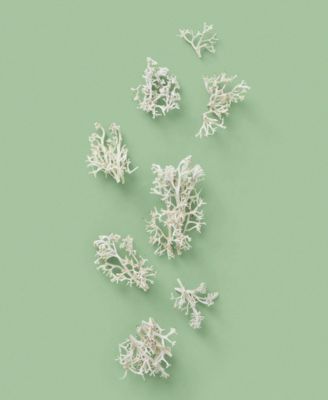 The Alchemist's Garden 1921 Eau de Parfum, 3.3 oz.