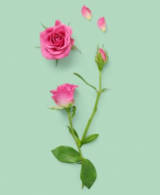 The Alchemist's Garden A Forgotten Rose Perfumed Oil, 0.67 oz.