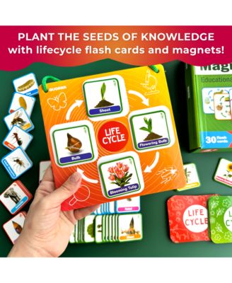 Life Cycle Kit Toy Montessori - Flash Cards Science Activities