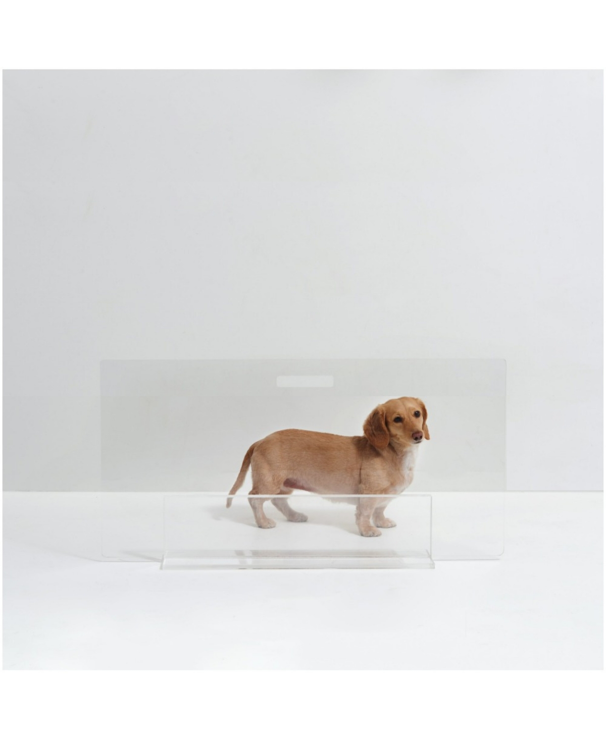 Clear View Freestanding Panel Pet Gate, 36" Width - Clear