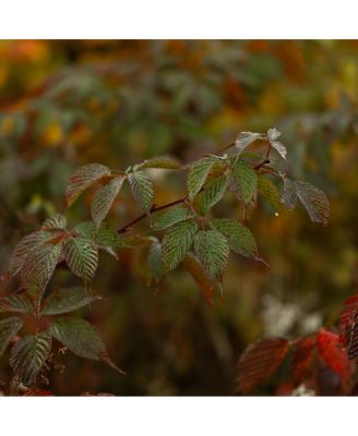 56mm F1.4 DC DN Lens Canon RF