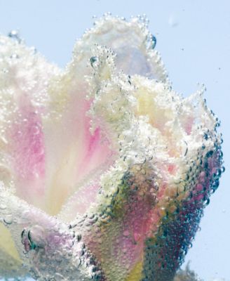 Tulipmania Hand Lotion, 15.2 oz.