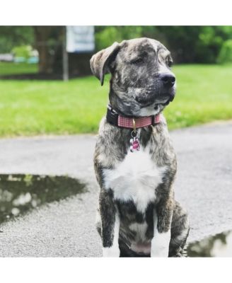 Pink Gingham Dog Collar