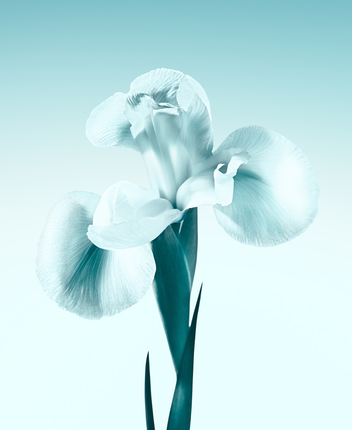 Tiffany & Co 3-pc. Eau De Parfum Holiday Gift Set In Transparent