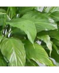 Giyano 4 Panel Screen Room Divider, White