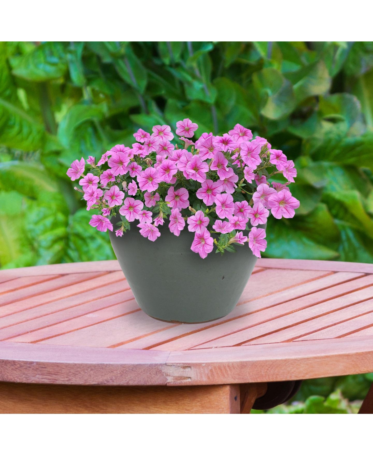 Chalet Outdoor/Indoor High-Fired Glazed Uv- and Frost-Resistant Ceramic Planter with Drainage Holes - 15" Diameter