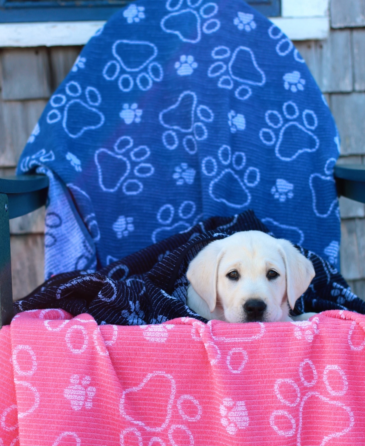 Delilah Home Drytek High Performance Dog Bath Towel 30" X 54" In Blue
