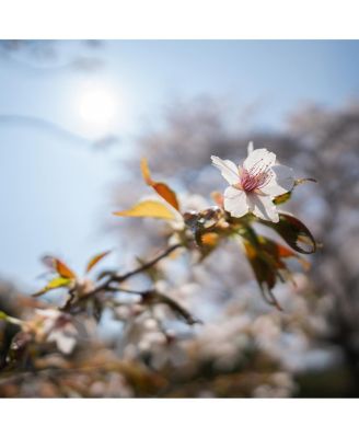 Sigma 12mm F1.4 DC/Contemporary/Fuji X