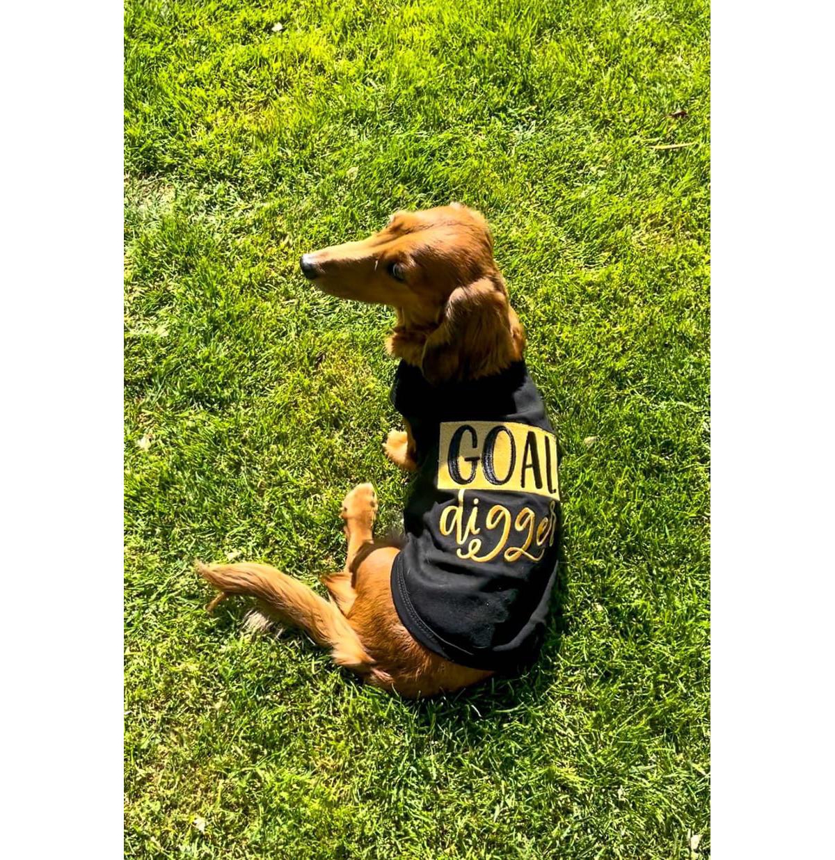 Parisian Pet Goal Digger