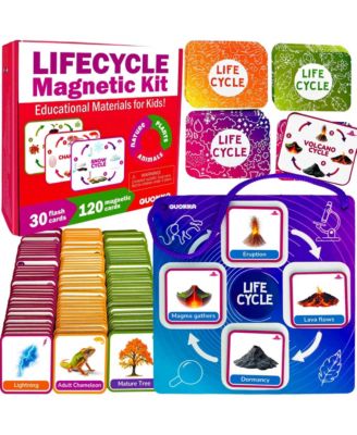 Life CycleToys for Kids - 30 Flashcards Toddler Science Kit Ages 2-4 - 120 Magnetic Flash Cards