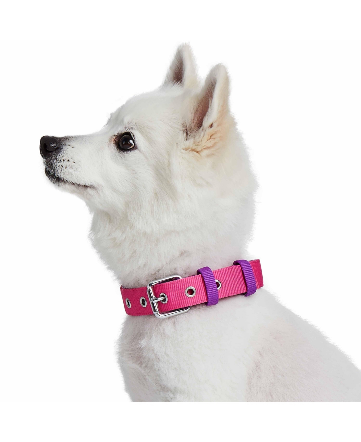 Blueberry Pet Color-Block with Metal Buckle Dog Collar